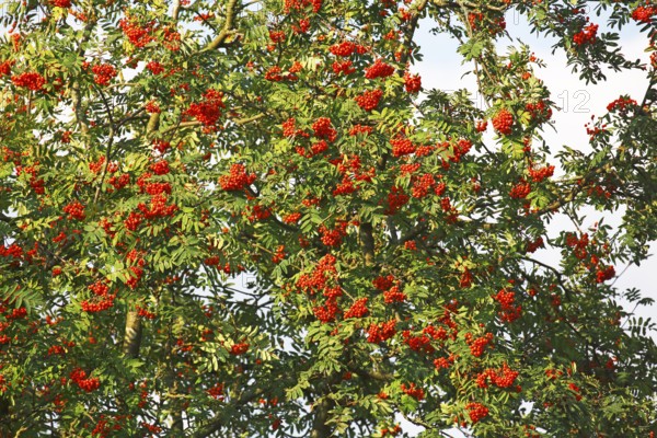 Mountain ash (Sorbus aucuparia) also known as rowan with fruit, Schleswig-Holstein, Germany