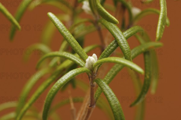 Rosemary (Rosmarinus officinalis), twigs with young, very hairy leaves, in the studio, North Rhine-Westphalia, Germany