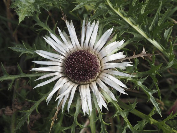 Close-up of a silver thistle (Carlina acaulis) surrounded by green leaves. Goms, Canton Valais, Switzerland