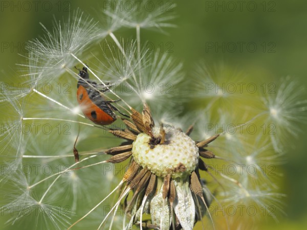 A ladybird, seven-spot ladybird (Coccinella septempunctata), sits on a withered dandelion in the sunshine. Hüttchopf, Fischenthal, Tösstal, Canton Zurich, Switzerland
