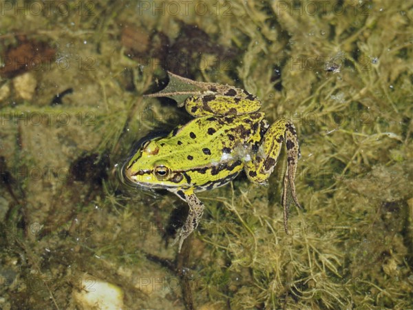 A green frog, Pool frog (Pelophylax lessonae), lies hidden above aquatic plants on a muddy pond bottom. La Sauge nature reserve, Cudrefin, Lake Neuchâtel, Canton Neuchâtel, Switzerland