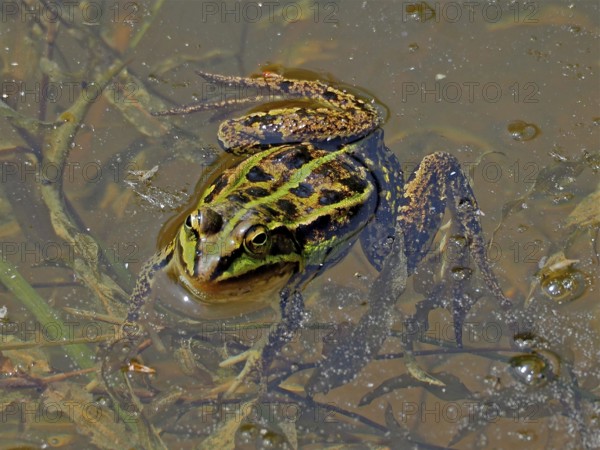 A camouflaged frog, Pool frog (Pelophylax lessonae), in muddy water surrounded by algae and natural vegetation. La Sauge nature reserve, Cudrefin, Lake Neuchâtel, Canton Neuchâtel, Switzerland