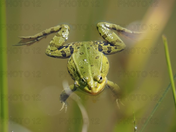 A green frog, Pool frog (Pelophylax lessonae), swimming in the water, its legs stretched out, surrounded by blades of grass. Neeracher Ried nature reserve, Neerach, Canton Zurich, Switzerland