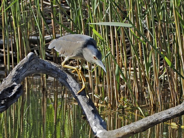 A night heron (Nycticorax nycticorax) sits attentively on a branch in the reeds, ready to hunt in a pond. La Sauge nature reserve, Cudrefin, Lake Neuchâtel, Canton Neuchâtel, Switzerland
