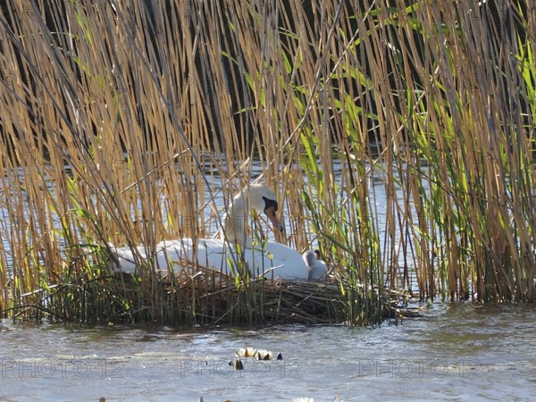 A swan, Mute Swan (Cygnus olor) sits with chicks in the nest, surrounded by reeds in the water. Lake Neuchâtel, Canton of Neuchâtel, Switzerland