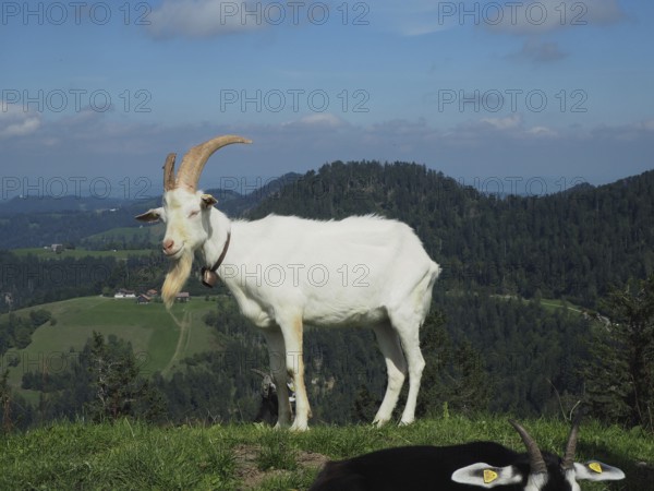 A white goat, domestic goat (Capra aegagrus hircus), stands on a mountain meadow with a wide landscape in the background. Hüttchopf, Fischenthal, Töss Valley, Canton Zurich, Switzerland