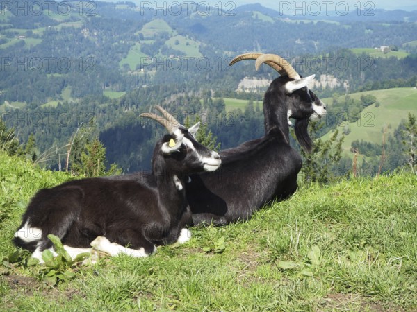 Two goats, domestic goat (Capra aegagrus hircus), relaxing on a green mountain meadow with a wide view. Hüttchopf, Fischenthal, Töss Valley, Canton Zurich, Switzerland