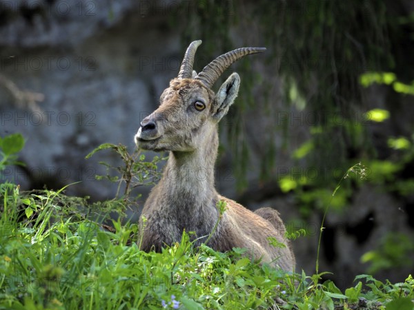 Ibex, Alpine ibex (Capra ibex), looking out of greenery, rock in the background. Creux du Van, Noiraigue, Soliat, Canton of Neuchâtel, Switzerland