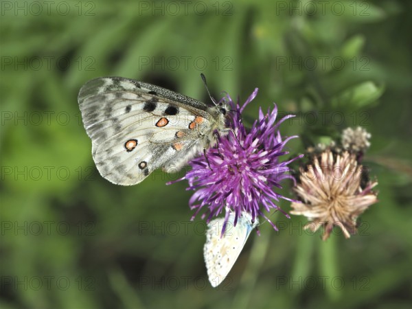 Apollo butterfly (Parnassius apollo) on a purple flower surrounded by green leaves. Goms, Canton Valais, Switzerland