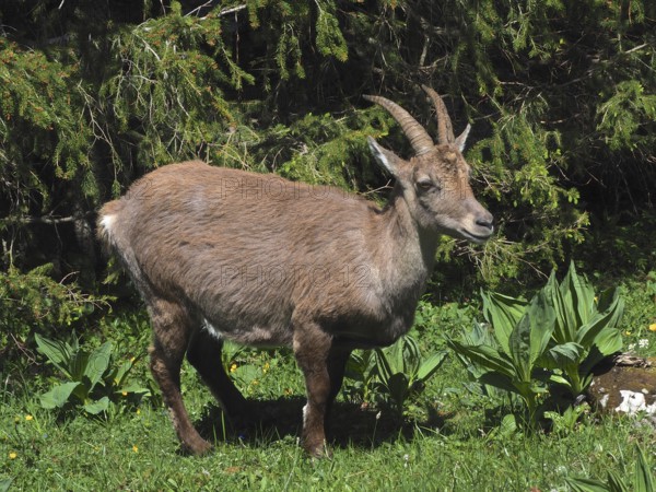 Ibex, Alpine ibex (Capra ibex), in the forest with powerful horns on green grass. Creux du Van, Noiraigue, Soliat, Canton of Neuchâtel, Switzerland