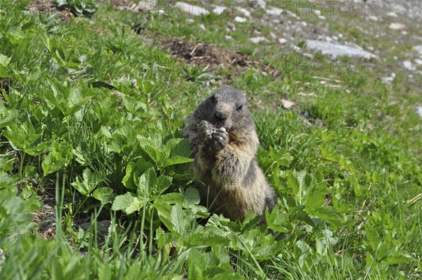 Marmot, Alpine marmot (Marmota marmota), in a green meadow in alpine surroundings. Goms, Canton Valais, Switzerland