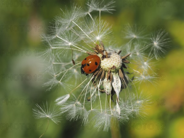 A ladybird, seven-spot ladybird (Coccinella septempunctata), crawls on a withered dandelion, surrounded by flying seeds. Hüttchopf, Fischenthal, Tösstal, Canton Zurich, Switzerland