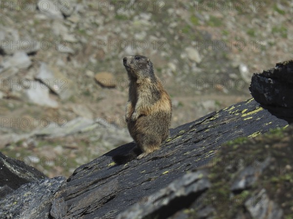 Marmot, Alpine marmot (Marmota marmota), sitting on a sunny rock in the mountains. Goms, Canton Valais, Switzerland