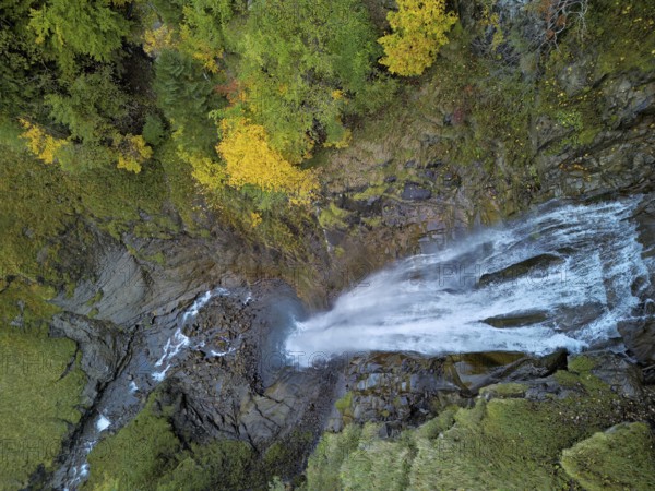 Autumn-coloured sycamore maple (Acer pseudo plantanus), at the Diesbach waterfall, Canton Glarus, Switzerland