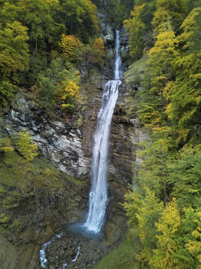 Autumn-coloured sycamore maple (Acer pseudo plantanus), at the Diesbach waterfall, Canton Glarus, Switzerland