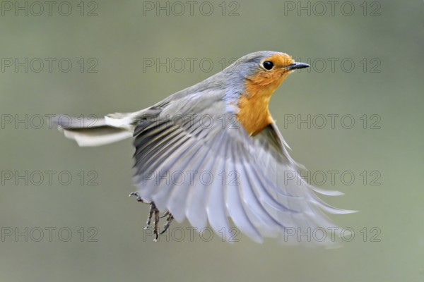 European robin (Erithacus rubecula) in flight, Meienberg, Canton Aargau, Switzerland