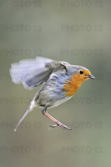 European robin (Erithacus rubecula) in flight, Meienberg, Canton Aargau, Switzerland