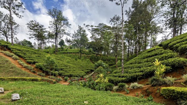 A well-kept tea field with bushes and trees under a clear sky in a rolling landscape, tea plantations in the mountains and forests near Kandy in Sri Lanka