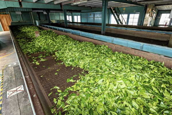 Fresh tea leaves laid out for drying on tapes in a factory, tea factory in the mountains near Kandy Sri Lanka
