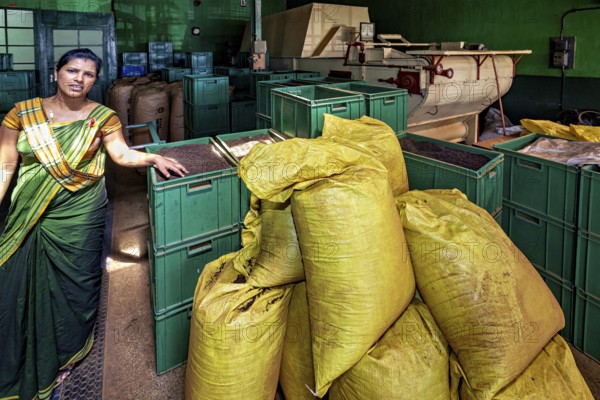 Factory interior with female worker, yellow bags and green containers processing tea, tea factory in the mountains near Kandy Sri Lanka