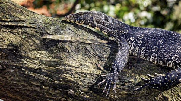 A monitor lizard climbs onto a tree trunk to better explore the surroundings, The picture shows a banded monitor lizard, also known as Asian Water screen in Kandy Sri Lanka (Varanus salvator)