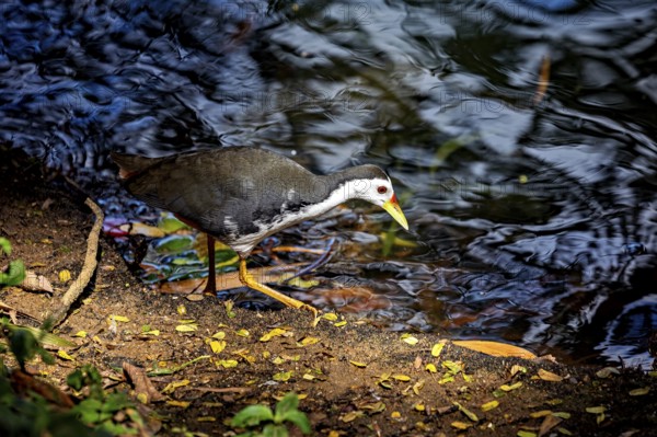A bird with yellow legs walks along the shore, the water reflects the light vividly and surrounded by green foliage, The bird in the picture is a White-breasted Crake in Kandy Sri Lanka (Amaurornis phoenicurus)