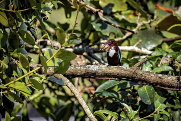 A kingfisher sits on a branch surrounded by lush foliage and holds prey in its beak, The bird in the picture is a brown kingfisher (Halcyon smyrnensis), also known as the white-throated kingfisher in Kandy Sri Lanka
