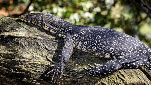 A large monitor lizard resting in the sun on a tree trunk, The picture shows a banded monitor lizard, also known as Asian Water screen in Kandy Sri Lanka (Varanus salvator)