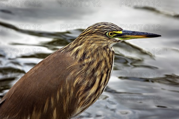 A bird with brown plumage stands in the water, surrounded by a calm natural atmosphere, The picture shows an Indian Pond Heron in Kandy Sri Lanka (Ardeola grayii), also known as Paddybird