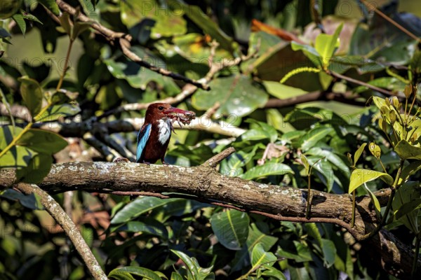A kingfisher with prey in its beak sits on a branch in dense green foliage. The bird in the picture is a brown kingfisher (Halcyon smyrnensis), also known as the white-throated kingfisher in Kandy Sri Lanka