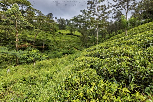 Green hills with an even tea field, surrounded by tall trees under cloudy skies, tea plantations in the mountains and forests near Kandy in Sri Lanka