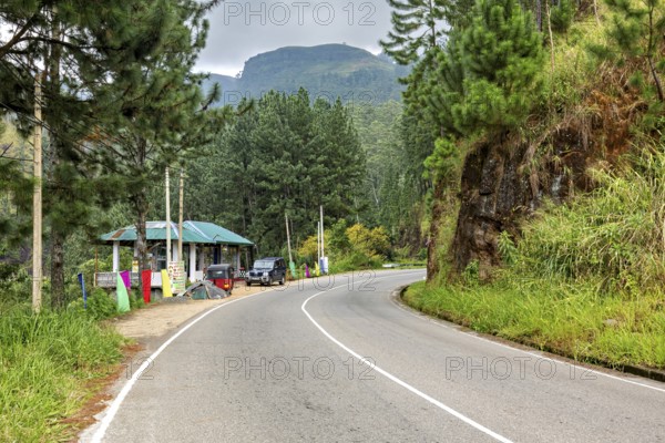 Curvy road through a green, wooded landscape with mountains in the background, road in the mountains of Kandy in Sri Lanka