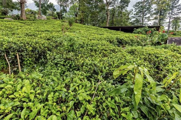 Lush tea garden with low plants and a wooden hut in the background, tea plantations in the mountains and forests near Kandy in Sri Lanka