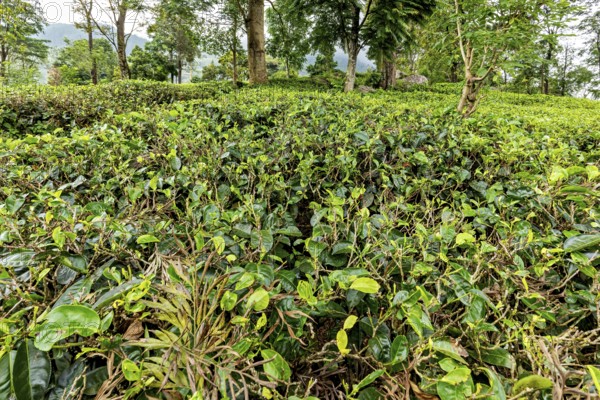 Lush green tea plants in a hilly, wooded landscape with thick trees, tea plantations in the mountains and forests near Kandy in Sri Lanka