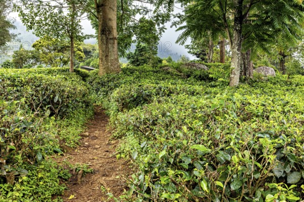 A narrow path through a lush tea field surrounded by tall trees, tea plantations in the mountains and forests near Kandy in Sri Lanka