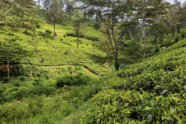 Densely overgrown tea hills with diverse vegetation and forest against a background of trees, tea plantations in the mountains and forests near Kandy in Sri Lanka
