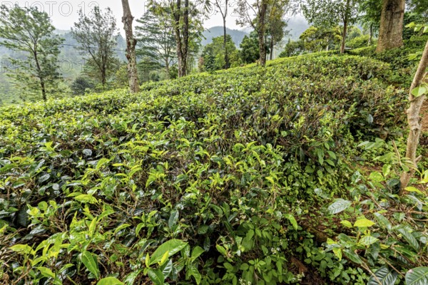 Green tea field on a hill with surrounding vegetation and trees, tea plantations in the mountains and forests near Kandy in Sri Lanka