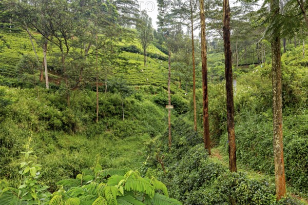 Dense green vegetation on hilly terrain surrounded by trees and clear skies, tea plantations in the mountains and forests near Kandy in Sri Lanka