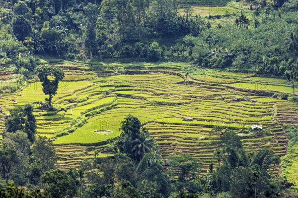 Green rice terraces in the midst of a hilly, wooded and natural environment, rice terraces in the mountains of Kandy in Sri Lanka