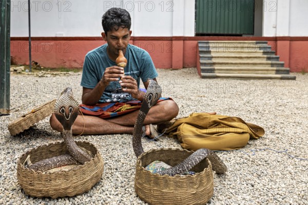 A man plays a musical instrument in front of two baskets of cobras in a cultural performance scene, A snake charmer plays with his cobras in Sri Lanka (Well well well)