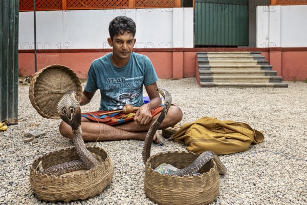 A man sits on a gravel floor with two wicker baskets and two cobras in a traditional performing situation, A snake charmer plays with his cobras in Sri Lanka (Well well well)