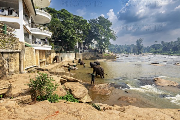 Elephants on the riverbank next to a building and people in a natural environment, The elephants of Pinnawala in Sri Lanka (Elephas maximus maximus)