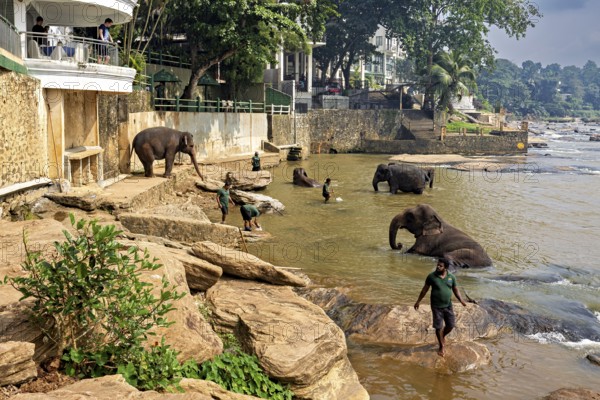 People working with elephants on the riverbank against a natural and forested backdrop, The elephants of Pinnawala in Sri Lanka (Elephas maximus maximus)