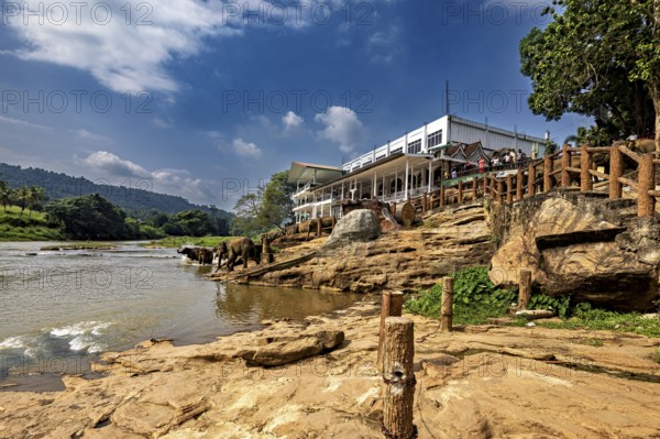 A building stands by a river, surrounded by rocks and trees under a blue sky, The elephants of Pinnawala in Sri Lanka (Elephas maximus maximus)