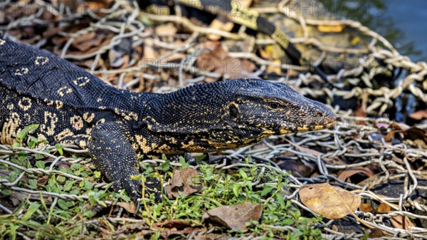 A monitor lizard lying on a pile of leaves on the ground, surrounded by natural structure, The picture shows a banded monitor lizard, also known as Asian Water screen in Kandy Sri Lanka (Varanus salvator)