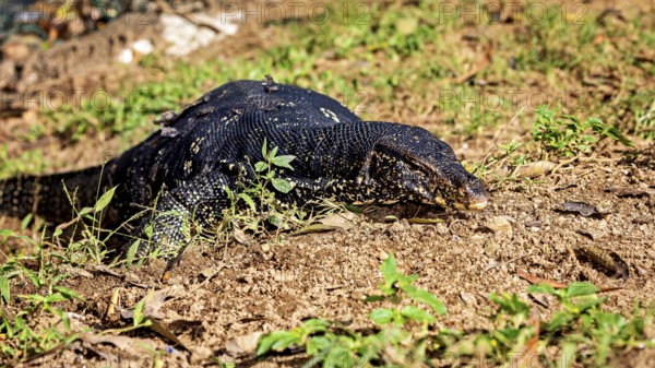 A monitor lizard lying flat on the ground, perfectly camouflaged in its natural environment, The picture shows a banded monitor lizard, also known as Asian Water screen in Kandy Sri Lanka (Varanus salvator)