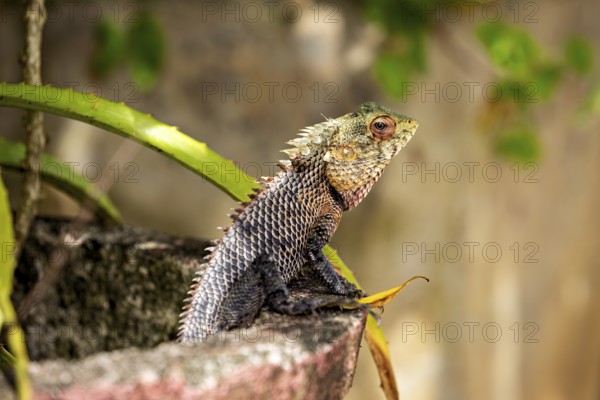 A lizard sits on a stone, surrounded by green plants in a natural environment, The picture shows an Indian chameleon in Kandy Sri Lanka (Chamaeleo zeylanicus)
