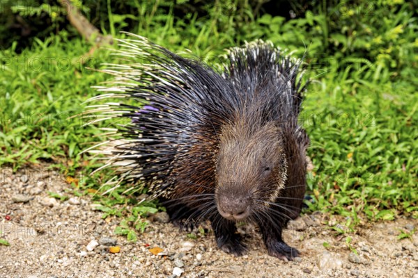 A porcupine with long quills on grassy ground in a natural environment, The animal shown is a white-tailed porcupine in Kandy Sri Lanka (Hystrix indica)