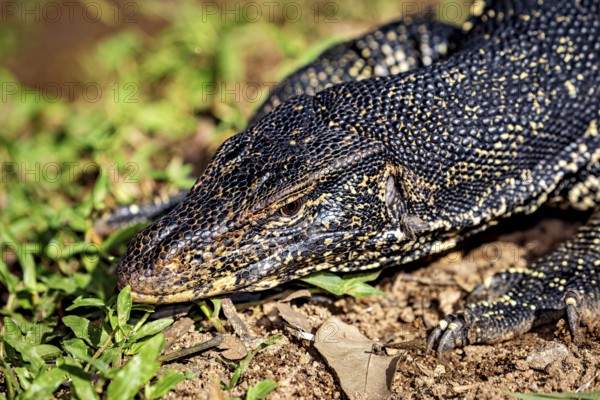 Close-up of a monitor head resting in the foliage and on the ground, the picture shows a banded monitor lizard, also known as Asian Water screen in Kandy Sri Lanka (Varanus salvator)