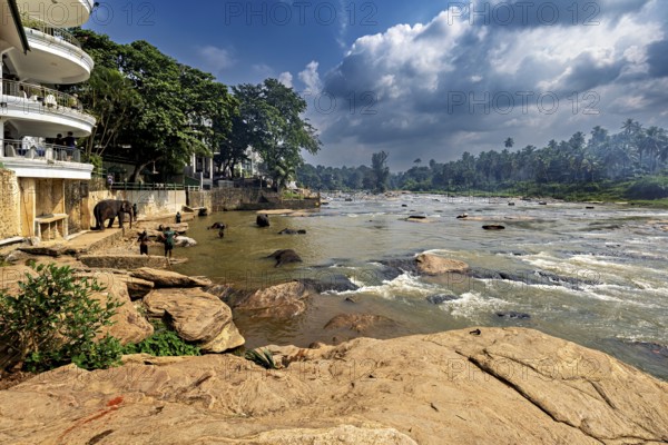 Several elephants stand in the river next to rocky banks and lush vegetation, The elephants of Pinnawala in Sri Lanka (Elephas maximus maximus)
